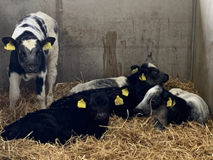 calf rearing